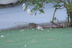 Zonotrichia leucophrys