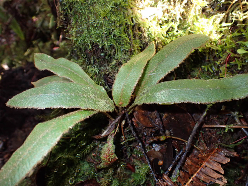 Elaphoglossum paleaceum observed 2026-03-08