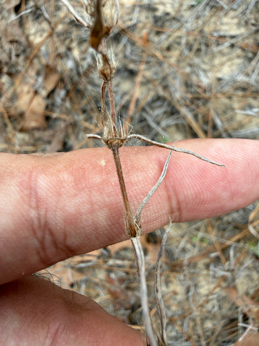 rough buttonweed (Hexasepalum teres)