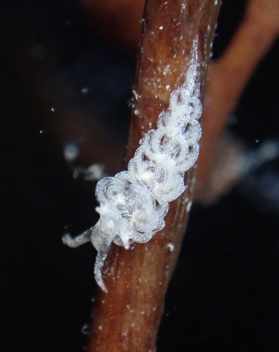 Frosty Noumeaella