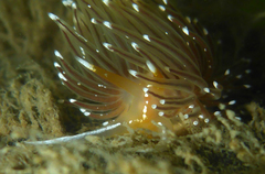 Sakuraeolis enosimensis