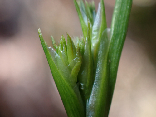 Juncus prismatocarpus observed 2026-03-08