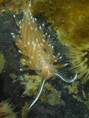 Sakuraeolis enosimensis