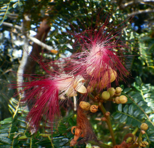 Serianthes observed 2026-03-08