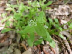 Myosotis macrosperma
