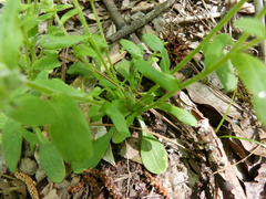 Myosotis macrosperma