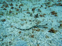 Cosmocampus albirostris