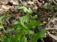 Myosotis macrosperma