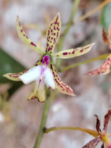 Stamford's Epidendrum (Epidendrum stamfordianum)