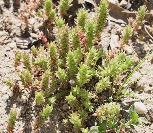 Crassula campestris