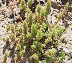 Crassula campestris