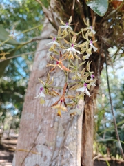 Epidendrum stamfordianum, photograph (c) josebarrientos, some rights reserved (CC BY)