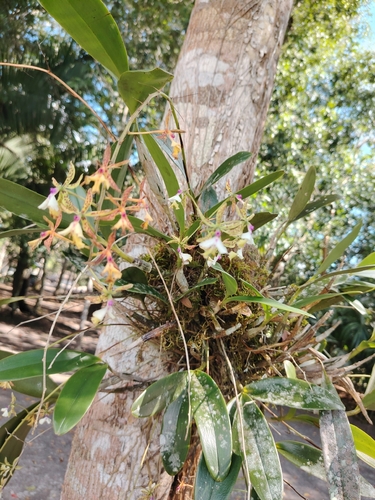 Epidendrum stamfordianum, photograph 4