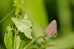 Electrostrymon angelia