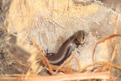 Plestiodon callicephalus