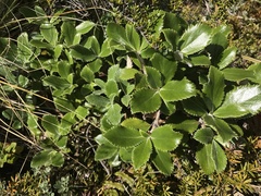 Macrolearia colensoi