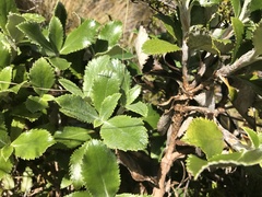 Macrolearia colensoi