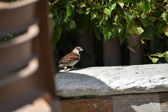 Passer domesticus