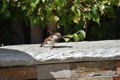 Passer domesticus