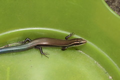 Plestiodon callicephalus