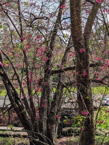 Prunus, 2026-02-22