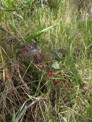 Rubus argutus, recorded fruiting