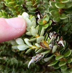 Olearia nummulariifolia