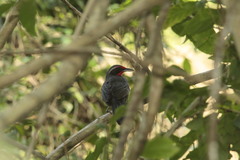 Rhodinocichla rosea