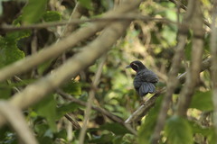 Rhodinocichla rosea