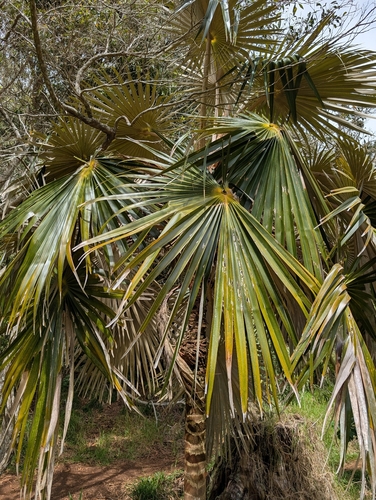 Pritchardia minor observed 2026-02-22