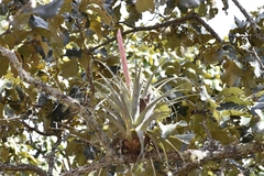 Tillandsia bourgaei