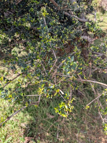 Olea europaea observed 2026-02-22