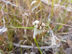 Rhynchospora floridensis