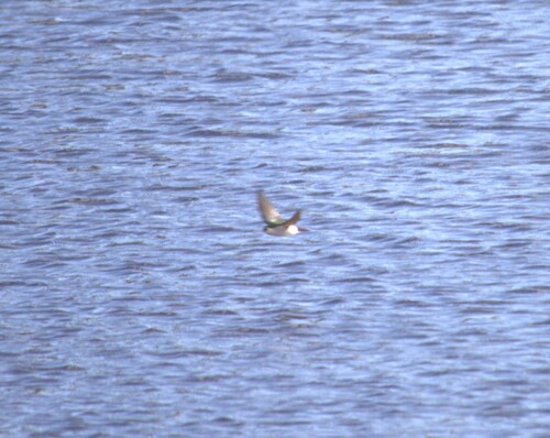 Violet-green Swallow (Tachycineta thalassina), photo 6