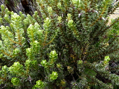 Olearia nummulariifolia