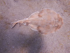 Lesser Electric Ray photo 3