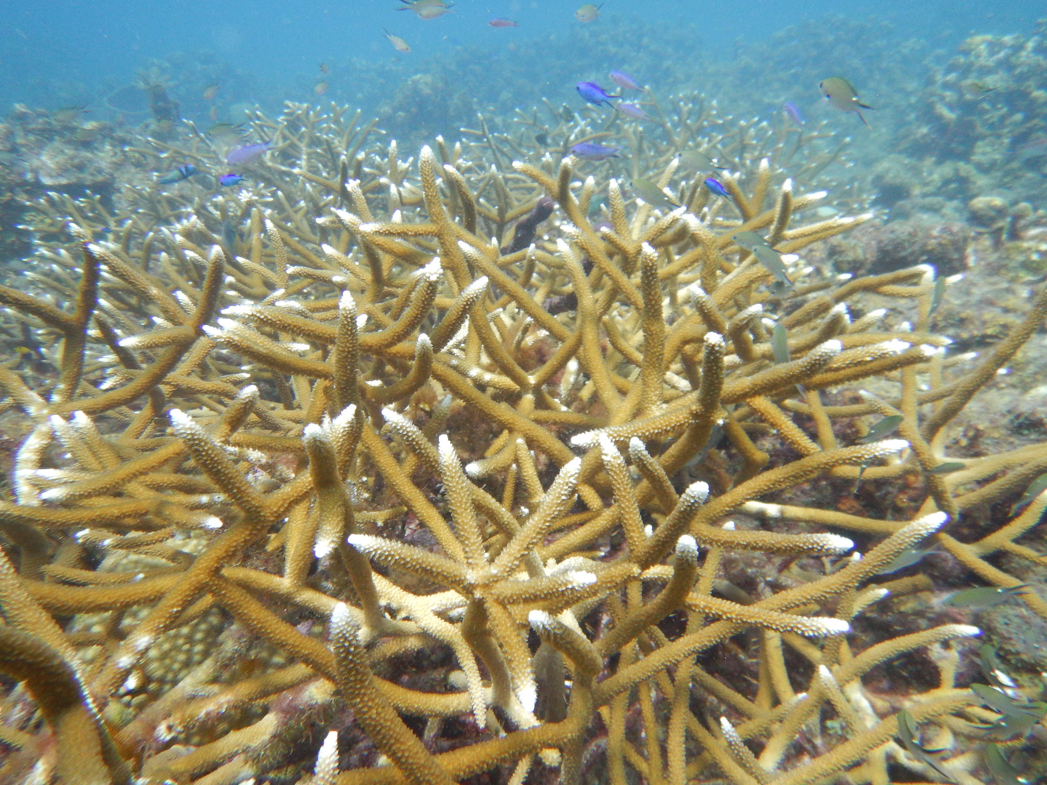 Staghorn coral (Acropora cervicornis) found at Caverns. - Living