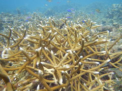 Acropora cervicornis