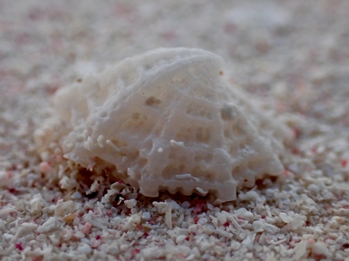 Emarginate Emarginula