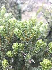 Olearia nummulariifolia