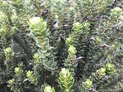 Olearia nummulariifolia