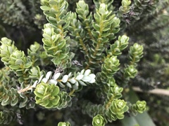 Olearia nummulariifolia