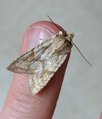 Lithophane bethunei
