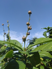 Alchornea rugosa