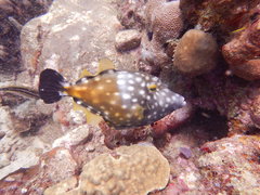 Cantherhines macrocerus