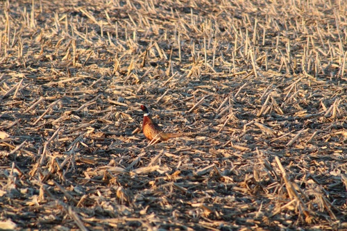 Ring-necked Pheasant