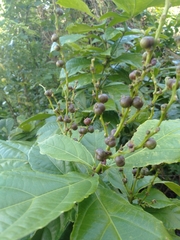 Alchornea rugosa