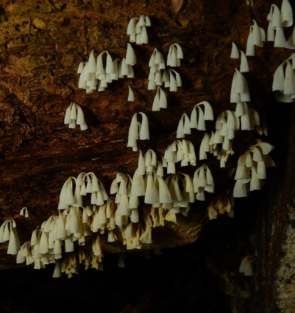 Calyptella longipes · March 2026 · photo: © samb0 (iNaturalist, cc-by)
