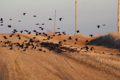 Red-winged Blackbird