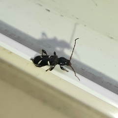 Phymatodes nitidus